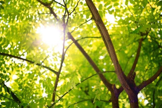 Photo of leafy trees