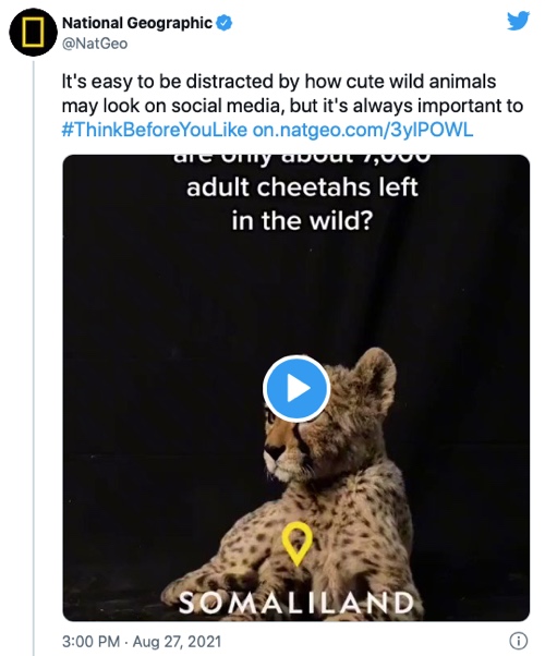 Screenshot of the National Geographic campaign showing an adult cheetah