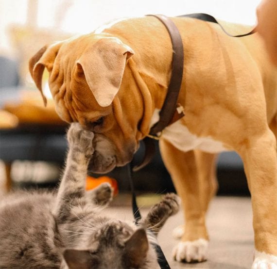 Photo of a dog standing playfully over a cat