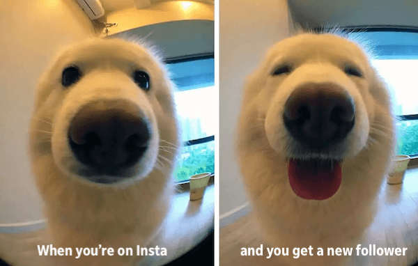 how to get more followers on instagram - smiling dog meme