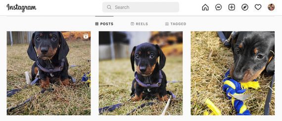 Screenshot of puppy photos from Instagram