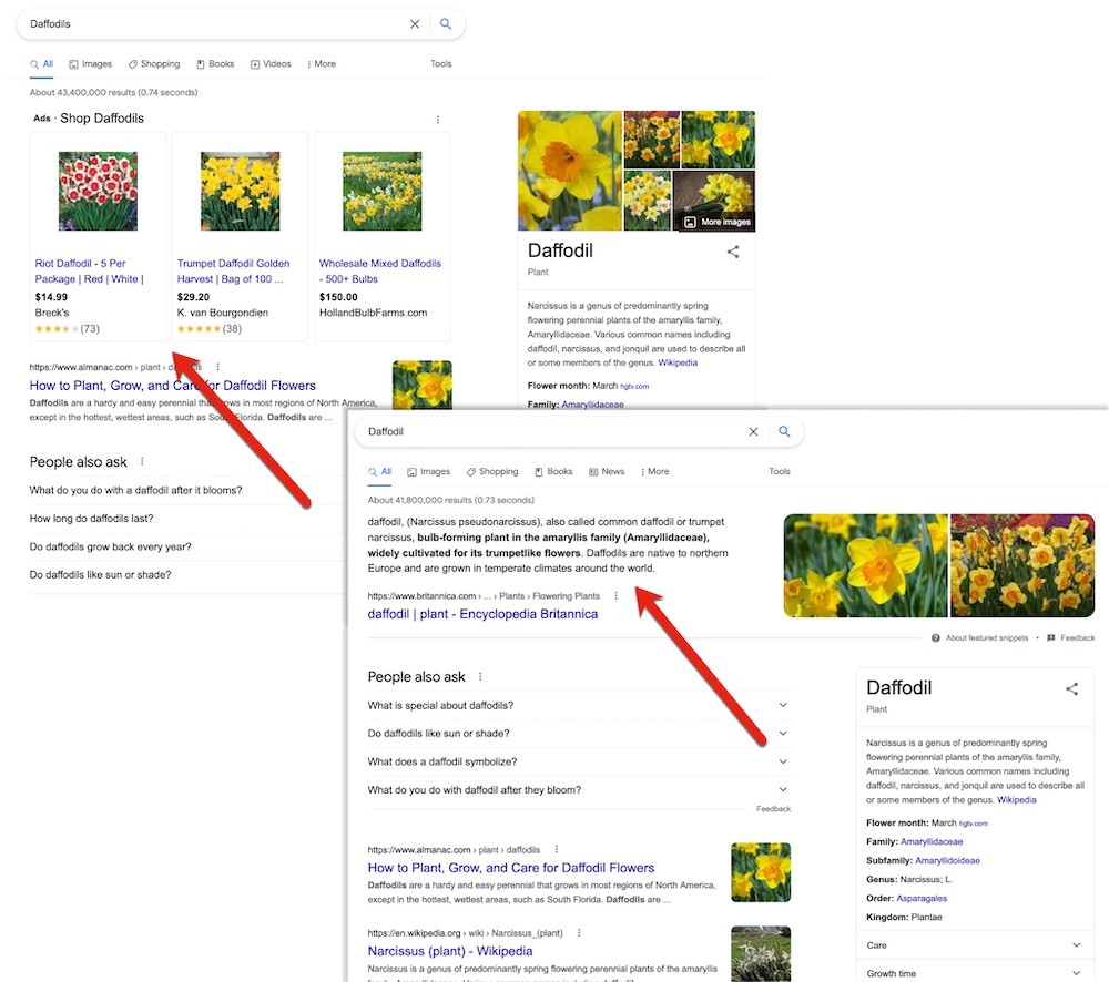Screenshots of search results for "daffodils" and "daffodil"